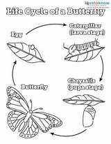 Butterfly Monarch Cycles Metamorphosis Lovetoknow Disimpan sketch template