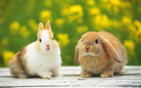 bunnies bunny rabbits wallpaper  fanpop