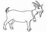 Sheep Coloring Pages Printable Goat Kids Clipart Drawing Para Colorear Pintar Cabras Dibujos Imprimir Preschool Goats Colouring Clip Animals Step sketch template
