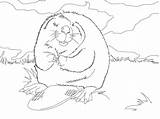 Beaver Coloring North Cute American Pages Supercoloring sketch template