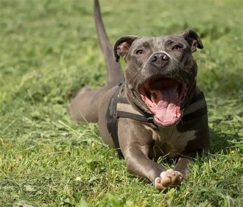 ridiculously adorable pitbull mixes  wouldnt  exist