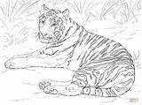 Tiger Coloring Pages Getcolorings Tigers Color sketch template