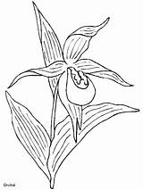 Coloring Pages Flower Orchid sketch template