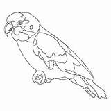 Macaw Coloring Scarlet Designlooter sketch template