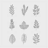 Ryn Frank Instagram Botanical Drawings Illustration Botanics Designed Line sketch template