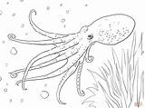Octopus Coloring Pages Printable Musky Animal Color Realistic Supercoloring Colouring Drawing Adults Animals Crafts Sea Choose Board Turtle Kids sketch template