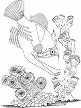 Coloring Pages Drawing Seascape Underwater Fish Ecosystem Sea Coral Marine Ocean Printable Reef Template Getdrawings Draw Colouring Inspirational Under Kids sketch template