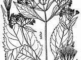 Ageratina Altissima Snakeroot Usda Sagebud Nrcs 1913 sketch template