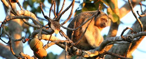 pantanal and bonito brazil travel itineraries and places to stay