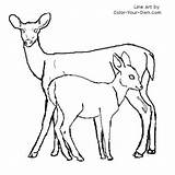Fawn Deer Doe Coloring Drawing Pages Tailed Whitetail Backyard Nature Animals Color Tail Books Drawings Line Kids Sketch Getdrawings Colouring sketch template