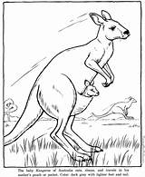 Wallaby Kangaroo Mammals sketch template