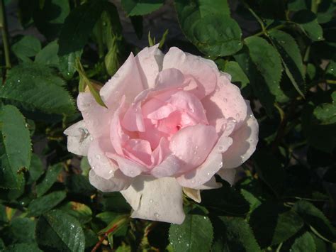 rose céleste rosa ca 200cm seit 1759 1600 rosen online kaufen