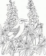 Coloring Pages Texas Bluebonnet Mockingbird Bird Birds Flower State Bluebonnets Printable Flowers Drawing Adult Blue Realistic Book Line Beautiful Sheets sketch template