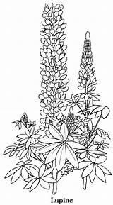 Coloring Lupine Bluebonnet Flower Drawing Flowers Template Pages Drawings Blue Bonnet Adults Texas Lupins Contact Vector Printable Getdrawings Lupin Voor sketch template