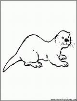 Otter Otters Ausmalbild Kategorien sketch template