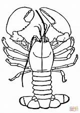Lobster Coloring Pages Claws Drawing Cartoon Lobsters Template Big Getdrawings Paintingvalley Printable 45kb 480px sketch template