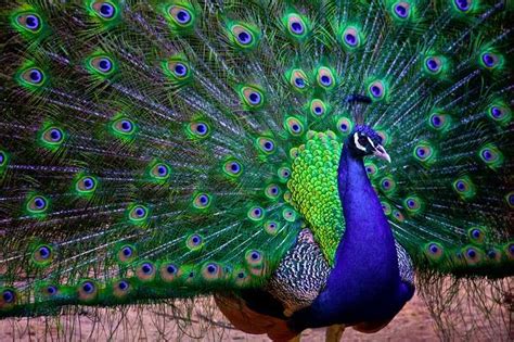national bird  india indian peacock  essay