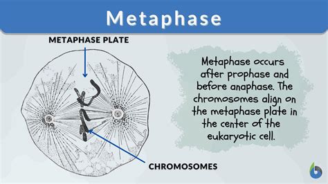 metaphase  mitosis