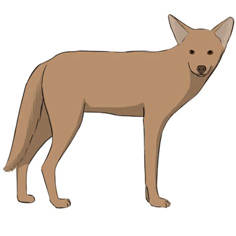 draw  coyote easy drawing art