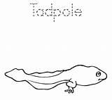 Tadpole Amphibians Frog sketch template