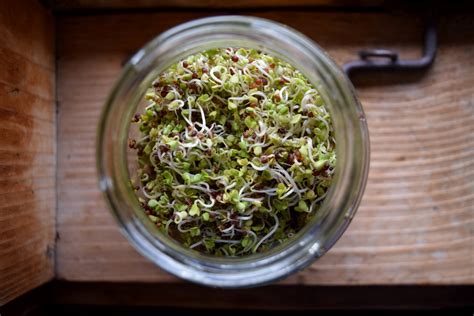 quick  easy sprouting guide   sprout vegetable seeds