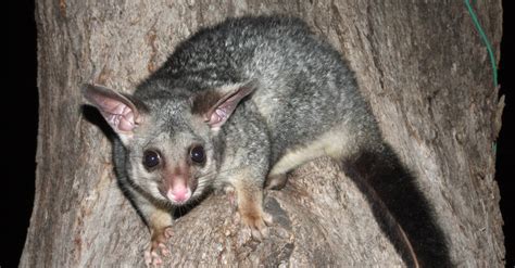 police called  possum holds  zealand woman hostage  register