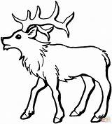 Elk Coloring Pages Printable Bull Young Deer Color Kids Drawing Print Animals Popular Library Supercoloring Choose Board Manitoban sketch template