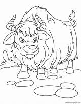 Coloring Yak Pages Wild Growling Kratts Kats Kids Library Clipart Popular Line sketch template