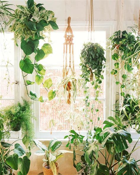 indoor hanging plants   beginner wont kill posh pennies