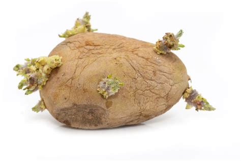 potatoes stock photo image  life germination
