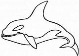 Whale Coloring Pages Killer Orca Outline Shamu Hideous Drawing Color Animals Colouring Printable Getdrawings Paintingvalley Choose Board Collection sketch template