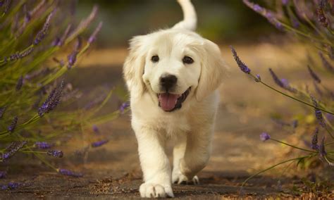 definitive ranking    absolute cutest dog breeds
