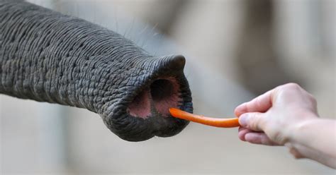 the elephant s superb nose the new york times