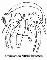 Hermit Crab Coloring Pages Animal Color Print Back sketch template