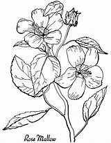 Thegraphicsfairy Adults Botanical Coloriage Fleur Dessin Doodling Mandala Imprimir Artigo sketch template