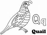 Quail Coloring Clipart Pages Outline Preschool Alphabet California Drawing Clip Color Kids Getdrawings Kindergarten Webstockreview sketch template