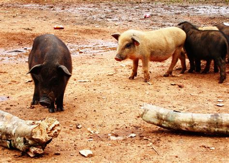 pig family   photo  freeimages