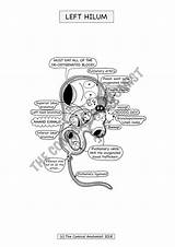 Respiratory Comical Anatomist sketch template