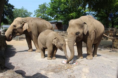 zoo osnabrueck ab dem  mai wieder geoeffnet osnastadtkreisblogger