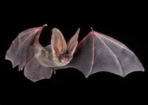 bizarre bat behavior oral sex pollinating tequila