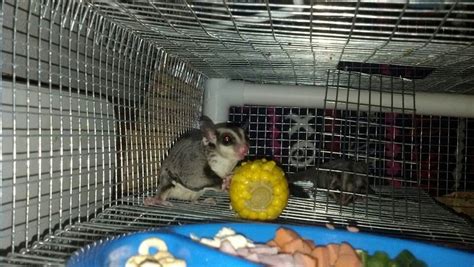 eating sugar glider gliders parrot