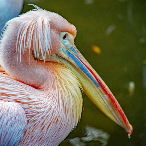 pelikan foto bild tiere zoo wildpark falknerei voegel bilder auf fotocommunity