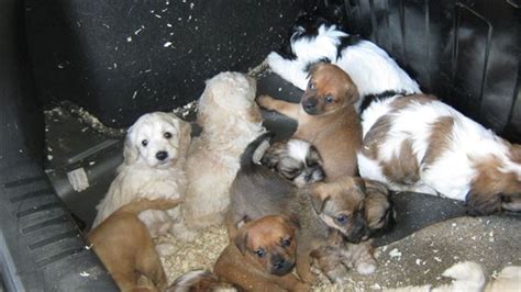 detailed analysis  puppy farming  ireland pete