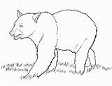 Bear Coloring Pages Getcolorings Color sketch template
