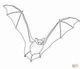 Bat Coloring Brown Pages Realistic Big Clipart Bats Drawing Printable Supercoloring 55kb Paper Crafts 1200 sketch template