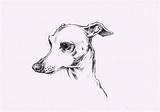Greyhound Galgo sketch template