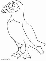Coloring Pages Birds Puffin Scotland Animals Kids Clipart Template Scottish Color Advertisement Coloringhome sketch template