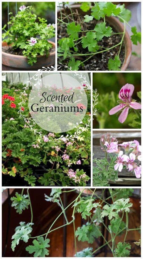 scented geraniums another fragrant beauty scented