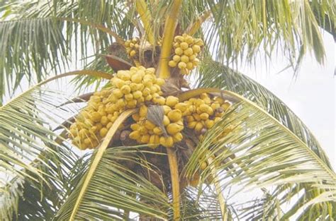 gambar buah kelapa download gambar gratis foto bugil bokep 2017