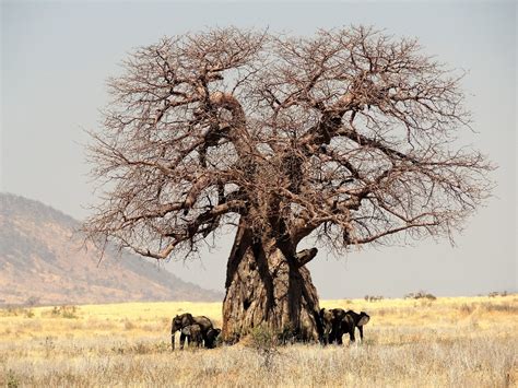 pflanzen saemereien zwiebeln baobab affenbrotbaum  samen adansonia